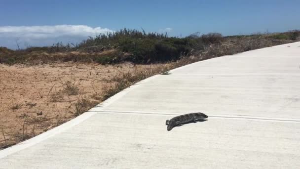 Skink Lengua Azul Tiliqua Rugosa Bobtail Reptil Dynamite Bay Green — Vídeo de stock