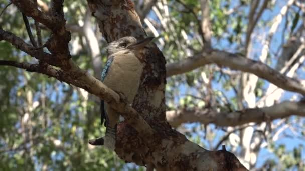 Μπλε Φτερωτό Kookaburra Κάθεται Ένα Κλαδί Δέντρου Βόρεια Επικράτεια Αυστραλία — Αρχείο Βίντεο