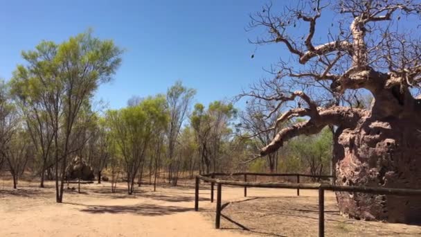 Pohon Penjara Boab Derby Kimberley Australia Barat — Stok Video