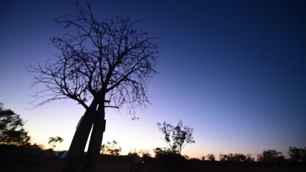 ボブの木のシルエットに劇的な空の夕日 キンバリー西オーストラリア州 — ストック動画