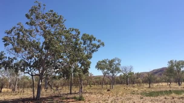 Landscape View Boab Trees Kimberly Western Australia — Stock Video
