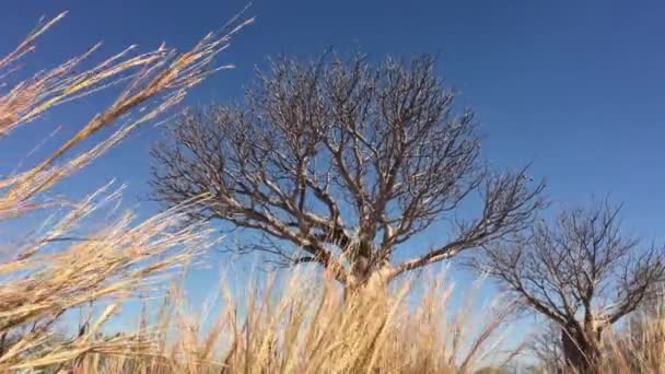 Vista Paisagem Boab Trees Kimberly Austrália Ocidental — Vídeo de Stock