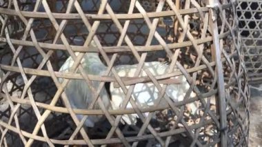 Cockerel, Bali, Endonezya 'da dövüş ve bahis oyunları için tutulur. 