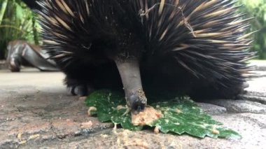 Echidna, Queensland, Avustralya 'da yeşil bir yapraktan yiyecek yalıyor..