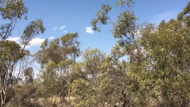 Wskaźnik Zagrożenia Pożarowego Wskazuje Katastrofalny Poziom Klimat Australii Ogrzewa Się — Wideo stockowe