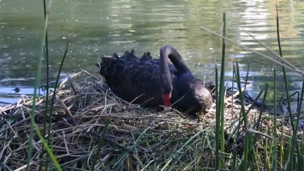 Weiblicher Schwarzer Schwan Baut Ein Nest Einem Teich Perth Australien — Stockvideo