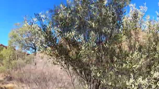 Άποψη Τοπίου Του Kings Canyon Στη Βόρεια Επικράτεια Αυστραλία — Αρχείο Βίντεο