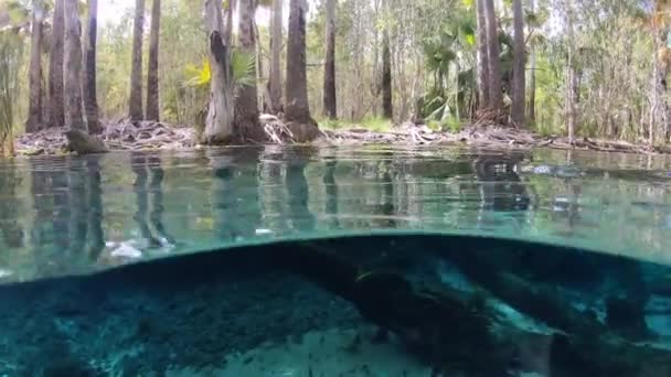 Natação Bitter Springs Perto Mataranka Território Norte Austrália — Vídeo de Stock