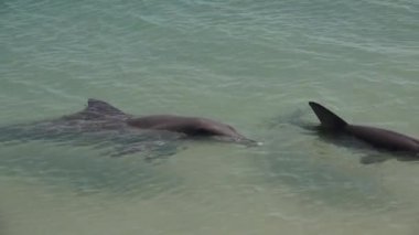 Batı Avustralya 'daki Shark Bay' de Monkey Mia plajında Hint-Pasifik şişe burunlu kadın yunus ve koçan. İnsan yok. Boşluğu kopyala