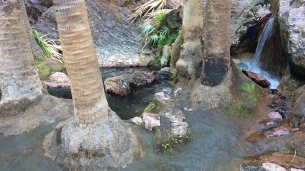 Manantial Agua Caliente Kimberly Western Australia — Vídeos de Stock