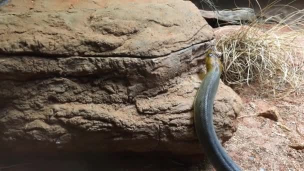 オーストラリアのクイーンズランド州の奥地にある岩の上を蛇が這う — ストック動画