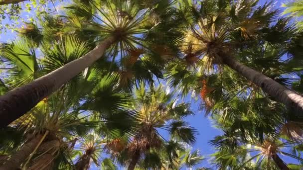 Livistona Palmen Wachsen Der Kimberly Region Westaustralien — Stockvideo