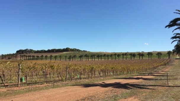 Palmiers Sur Seppeltsfield Road Dans Vallée Barossa Australie Sud — Video