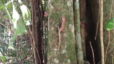 Avustralya 'nın Günışığı Sahili Queensland bölgesindeki Mary Cairncross Manzaralı Ormanı' nda bir ağaçtaki Skink kertenkelesi..