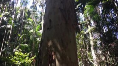 Subtropikal yağmur ormanı Mary Cairncross Sahra Koruma Alanı Günışığı Sahili Queensland, Avustralya.