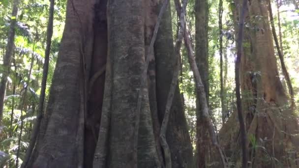 Subtropikal Yağmur Ormanı Mary Cairncross Sahra Koruma Alanı Günışığı Sahili — Stok video