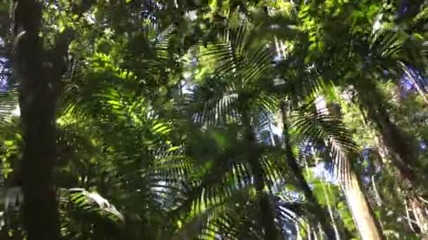 Forêt tropicale humide Mary Cairncross Scenic Reserve à Sunshine Coast Queensland, Australie .