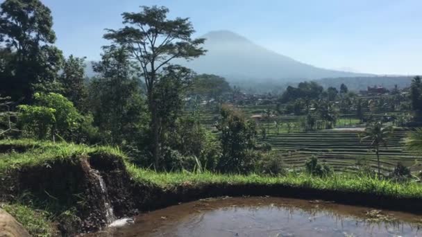 Subak Balinese Sustainable Irrigation System Rice Field Jatiluwih Rice Terraces — Stock Video