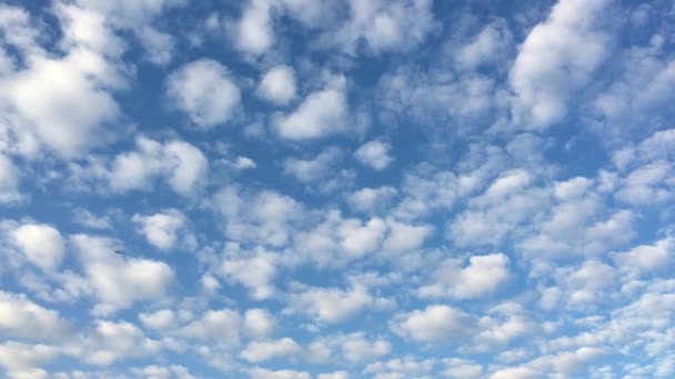 Silueta Avión Volando Hermoso Cielo Nublado Luz Del Amanecer — Vídeo de stock