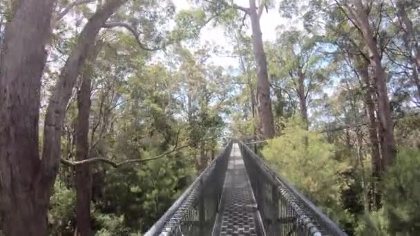 Tiden Förfaller Synvinkel Person Promenader Valley Giants Tree Top Promenad — Stockvideo