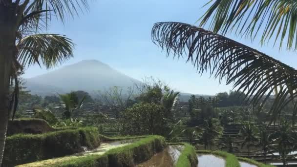 Rijstveld Jatiluwih Rijstterrassen Bali Indonesië — Stockvideo