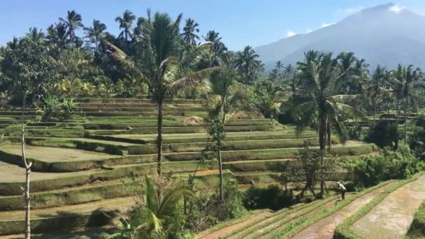 Rice Field Jatiluwih Rice Terraces Bali Indonesia — Stock Video