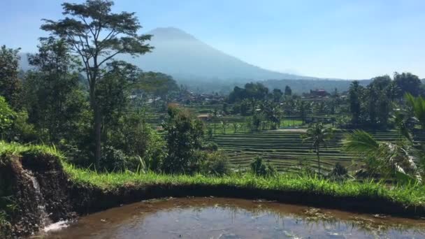 Subak Balinese Zrównoważony System Nawadniania Polu Ryżu Tarasach Ryżowych Jatiluwih — Wideo stockowe