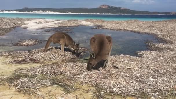 Deux Kangourous Sur Plage Lucky Bay Cape Grand Australie Occidentale — Video