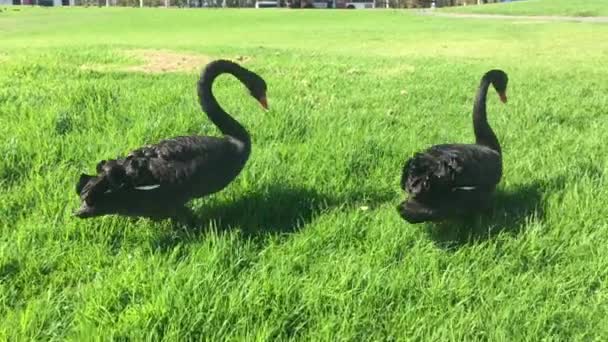 Två Svarta Svanar Parken Går Och Äter Grönt Gräs — Stockvideo