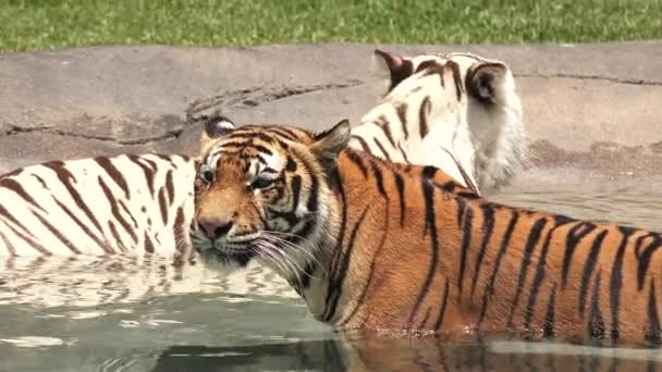 Dos Tigres Bengala Macho Hembra Blanca Enfriándose Agua Caluroso Día — Vídeos de Stock