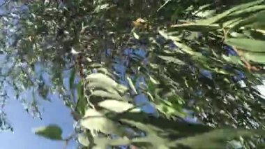 Rüzgâr, rüzgarlı bir günde ağaç yapraklarının üzerinden eser. İnsan yok. Boşluğu kopyala