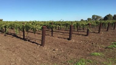 Barossa Vadisi 'ndeki üzüm bağı. Barossa Vadisi, Güney Avustralya 'da Adelaide' in kuzeydoğusunda bulunan ünlü bir şarap üretim bölgesidir.