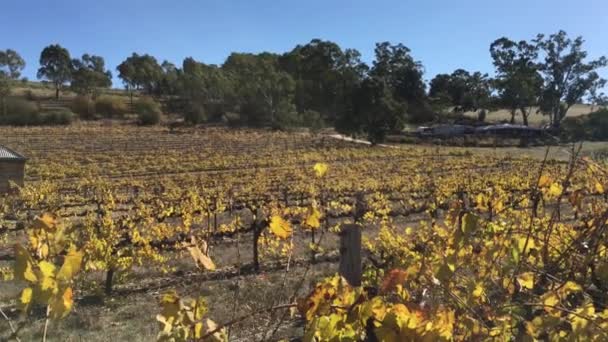 克莱尔山谷的一个老葡萄园 克莱尔谷 Clare Valley 是澳大利亚南部阿德莱德东北部一个著名的葡萄酒产区 — 图库视频影像