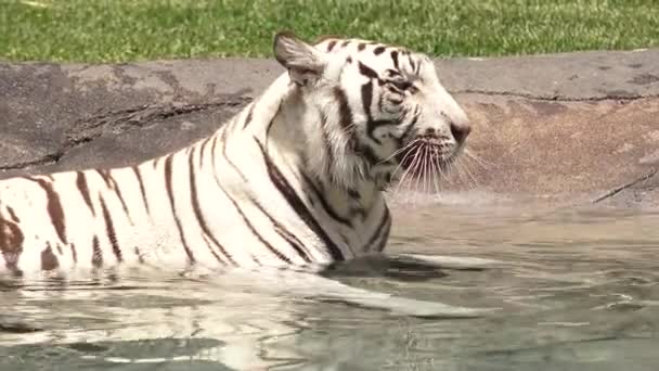 Tigre Blanco Bengala Enfriándose Agua — Vídeos de Stock