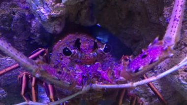 Avustralyalı ıstakozlar kameraya bakarak sualtı görüntüsünü kapatıyorlar