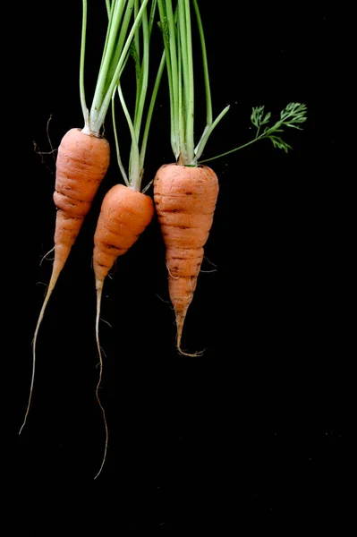 Flat Lay Fresh Home Grown Carrots Isolated Black Background People — Stock Photo, Image