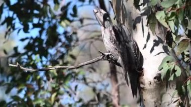 İki Tawny Frogmouth Avustralyalı kuş Perth Batı Avustralya yakınlarındaki John Forrest Ulusal Parkı 'nda bir ağaç dalında uyuyor.