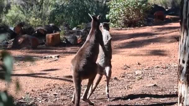 西オーストラリア州パース近くのジョン フォレスト国立公園で2人の男性のカンガルーの武道の戦い — ストック動画