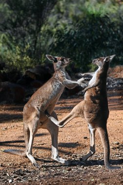Perth Batı Avustralya yakınlarındaki John Forrest Ulusal Parkı 'nda iki erkek Kanguru dövüş sanatları dövüşü yapıyor..