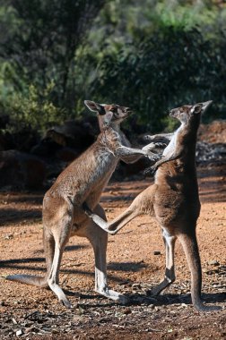 Two male Kangaroos martial arts fight in in John Forrest National Park near Perth Western Australia. clipart