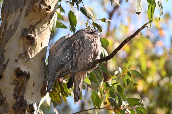 Δύο Tawny Frogmouth Αυστραλιανά Πουλιά Κοιμούνται Ένα Κλαδί Δέντρου Στο — Φωτογραφία Αρχείου