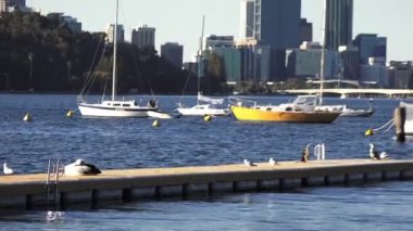 Batı Avustralya 'daki Perth finans bölgesi siluetine karşı Swan Nehri' nde demirleyen yelkenlilerin manzara manzarası.