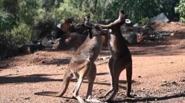 Perth Batı Avustralya yakınlarındaki John Forrest Ulusal Parkı 'nda iki erkek Kanguru dövüş sanatları dövüşü yapıyor..