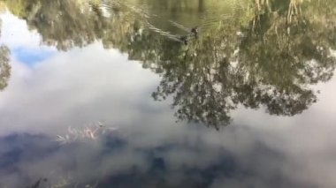 İki ördek su yansıması ile birlikte gölette yüzüyor..