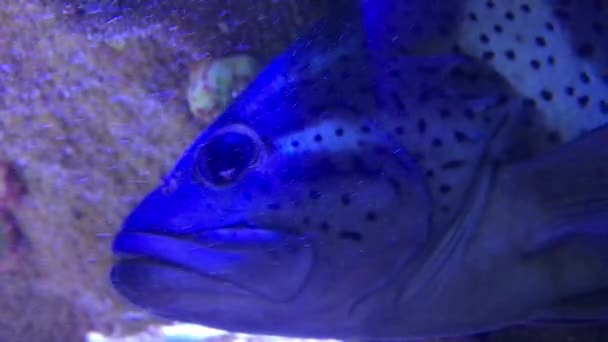 Chňapalovité Ryby Odpočívající Pod Vodou Indickém Oceánu — Stock video