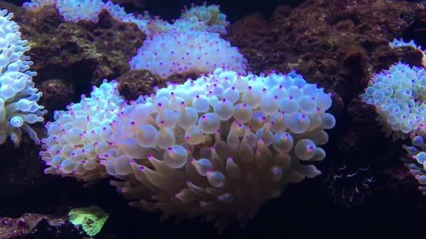 Морские Анемоны Кораллах Водой — стоковое видео