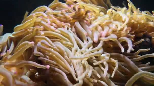 Anemoni Marini Tentacoli Che Muovono Sott Acqua — Video Stock