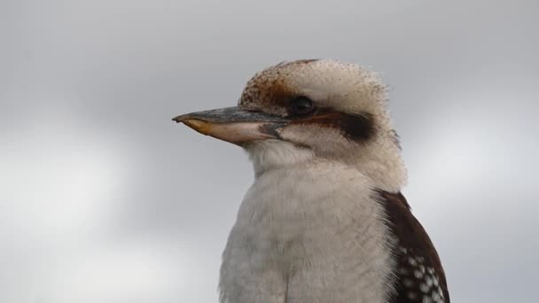 Retrato Kookaburra Kingfishers Pássaro Nativo Austrália — Vídeo de Stock