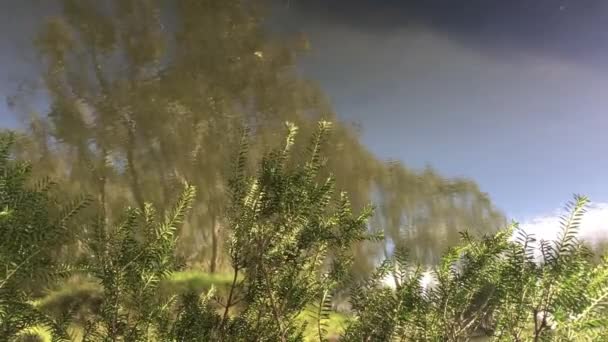 Göletteki Ağaçların Soyut Yansıması — Stok video