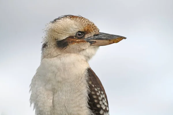 Portret Van Kookaburra Ijsvogels Vogel Inheems Australië Weg Kijken Van — Stockfoto